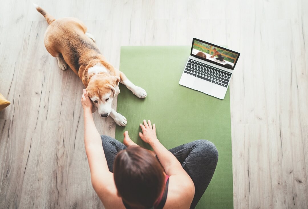 Online Dog Training classes - From A Dog's View